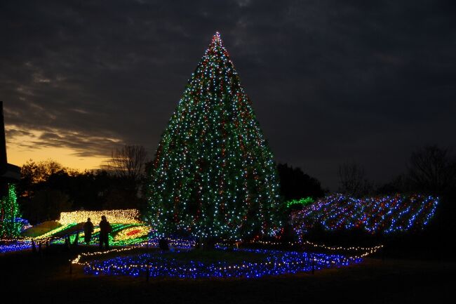 国営讃岐まんのう公園の17時からの点灯開始に合わせて、夫と一緒に行ってきました。<br /><br />会期は11月21日より、2021年1月11日(月、祝)まで。<br />開園時間9:30~21:00、点灯開始は17:00~<br /><br />お天気も良くて、夕焼けがとても綺麗でした。<br />少しずつ暗くなってきて、イルミネーションがきらめき始めました。<br />全く混んでなくて、ラッキーでした。<br />16:30くらいに行くと駐車場はガラガラでした。<br /> <br />平日に、早めに行くほうが良いみたいです、私達が帰る頃には次々と来られて駐車場も結構埋まっていました。