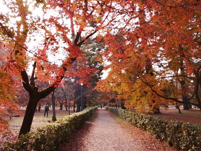 2020　京都紅葉の旅　その4：11/29 京都御所、京都御苑