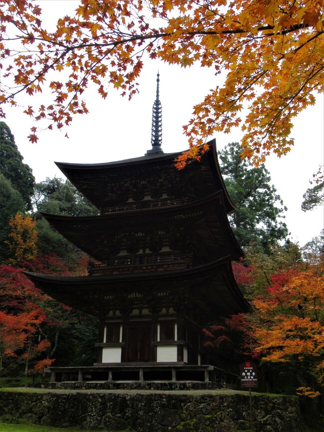 百済寺を見た後は西明寺(さいみょうじ)に移動をしました。<br />中腹にも駐車場があるようでしたが、私たちは一番下の惣門から石段を上がっていきました。<br />途中で中門を入り、名称庭園「蓬莱庭」を見ました。<br />さらに坂を上がると本堂がありました。<br />三重塔は凛と立っていました。<br /><br /> お寺は平安時代承和3年(834)に三修上人が、仁明天皇の勅願により開創された古刹。<br />戦国時代に織田信長は比叡山を焼き討ちし、その直後、こちらの寺も焼き討ちをしたが、幸いにも国宝第一号指定の本堂、三重塔、二天門が火難を免れ現存している。
