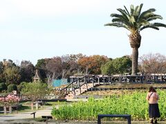 和泉リサイクル環境公園  咲き始めの菜の花、見頃のバラを見てきました。