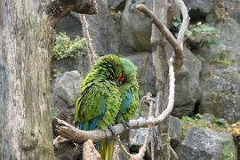 秋の伊豆旅♪　Vol.74　☆伊豆高原：「伊豆シャボテン動物公園 」賑やかな鳥♪