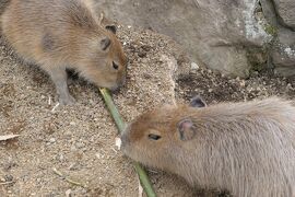 秋の伊豆旅♪　Vol.75　☆伊豆高原：「伊豆シャボテン動物公園 」カピバラ♪