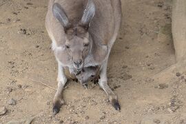 秋の伊豆旅♪　Vol.76　☆伊豆高原：「伊豆シャボテン動物公園 」ワラビーの赤ちゃん♪