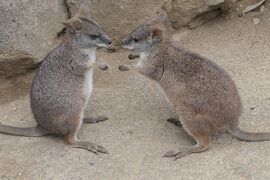 秋の伊豆旅♪　Vol.77　☆伊豆高原：「伊豆シャボテン動物公園 」カンガルーのお茶目な顔♪