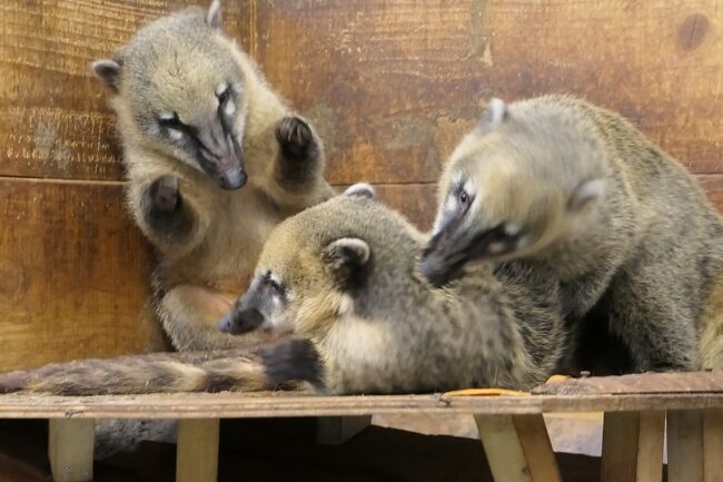 秋の伊豆旅♪　Vol.79　☆伊豆高原：「伊豆シャボテン動物公園 」喧嘩のアカハナグマ♪