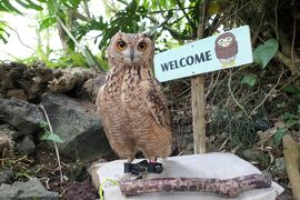 秋の伊豆旅♪　Vol.80　☆伊豆高原：「伊豆シャボテン動物公園 」鋭い眼光のフクロウ♪