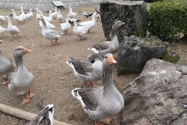 秋の伊豆旅♪　Vol.83　☆伊豆高原：「伊豆シャボテン動物公園 」アヒルとアルパカ♪