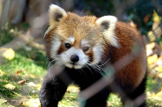 昨日の仙台市八木山動物園から南下して今日は東北サファリパークに訪問です。<br />東北サファリは僕がレッサーパンダの道に嵌る契機となったメイファ（既にお星さま）のお母さんのシーンファさん（こちらも既にお星さま）の生まれ故郷。<br />シーンファさんは伝説の美パンダと呼ばれるお方で・・・そうですね、人間に例えると夏目雅子さん？・・・、東北サファリパークは他にも多くの美パンダを輩出している美パンダの郷なのです。<br /><br />今日は美パンダの郷を満喫したいと思います。<br /><br /><br />これまでのレッサーパンダ旅行記はこちらからどうぞ→http://4travel.jp/travelogue/10652280