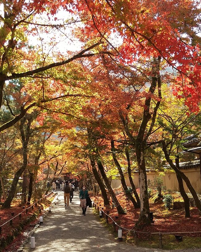 　毎年、春の「円山公園　枝垂れ桜」と、秋の「嵐山　宝厳院　紅葉」は、必ず見るように努めています。<br />　今年はコロナで、春の円山公園ライトアップは中止になってしまいましたが、あと何回、１０回…２０回…３０回　見ることができるか…という思いを、毎年持ちながら通っています。<br /><br />　京都も、今年の紅葉は早いようで、「宝厳院」「鹿王院」とも晩秋といった風情の紅葉でした。<br />　<br />　