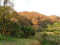 伊勢原の散策と秦野のみかん狩り