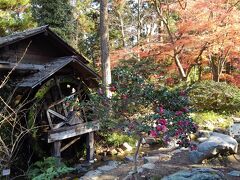 京都植物園の四季-その10（冬へ向かう）