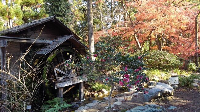 師走の植物園です。花は少ないですが、まだ紅葉も残っています。山茶花、ダリア、花ボタンが目を引きます。<br />温室では、小さなポインセチア展があり、クリスマスの飾りもありました。10時までに入園すると人出はほとんどありません。（温室は10時から、要追加料金）<br />表紙は「水車小屋と山茶花、紅葉」の組み合わせです。