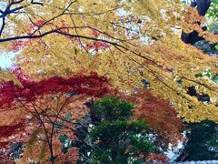 上野公園　最高の紅葉。憧れのペニンシュラホテル。綺麗なお姉さん第二弾
