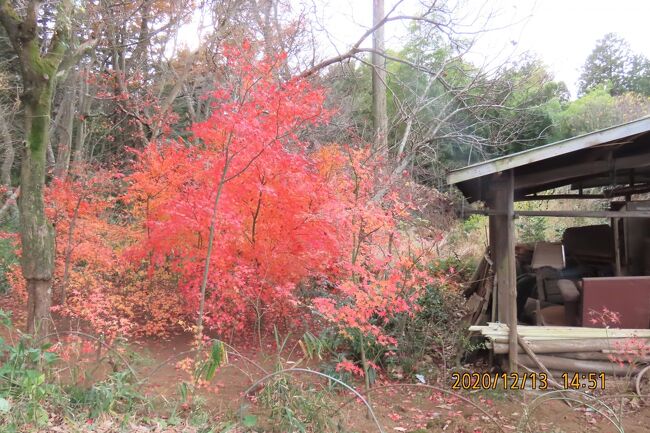 12月13日、午後1時半頃に川越市の森のさんぽ道へ散策に行きました。 今年最後の散策です。 今年の二月からこれまで約60回訪問しています。 今までは蝶やクワガタ、カブトムシ等の昆虫観察とヤマザクラ、金ラン、銀ラン、ツルリンドウ等の花や山野草観察、バードウォッチング等を行ってきました。今回はこれらとは関係なく、クヌギの黄葉と近くの農家の紅葉等を見るための散策をしました。 気温も15℃以下で風があり、かなり寒く感じました。 森の中の落ち葉を踏みながらの散策も新鮮味がありました。<br />約4.1キロの距離を歩きました。<br /><br /><br />*写真は森のさんぽ道近くの農家の庭にあった美しい紅葉