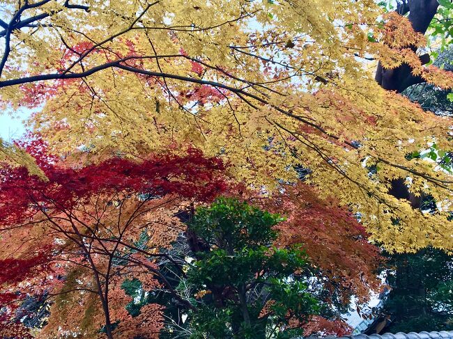この素晴らしい紅葉を見て、思わず浮かんだ和歌<br />百人一首<br />菅家（24番）　『古今集』羈旅・420<br />【このたびは　幣も取りあへず　手向（たむけ）山<br />紅葉（もみぢ）の錦　神のまにまに】　<br /><br />まず。　上野の東京都美術館での私達の展覧会見学、あのななちゃんが、学生部でグランプリを受賞。<br />おめでとう！<br /><br />そのせいかしら？神様からのプレゼントが、、<br />錦の紅葉。もうこの世の物でない程の、美しい～紅葉をみました。<br /><br />そして、<br />いつか泊まってみたいと思っていた、ペニンシュラホテルにGOTOトラベルの恩恵、、エィヤ～っと、、ドキドキしながら、予約。クーポンで、憧れのディナーまで予約してしもた、、、ペニンシュラホテル泊。<br />しかも、あのハワイの私の大切な片腕。美代子さまが、何と一時帰国してらした、、<br />この、ペニンシュラにて再会。<br /><br />https://i.4travel.jp/travelogue/edit/11398843<br /><br />前回メズム東京表紙のななちゃんも、ご要望にお答えして、お顔まで、載せちゃいます！