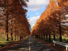 ようやく晴れた。紅葉のメタセコイア並木に行ってきました。