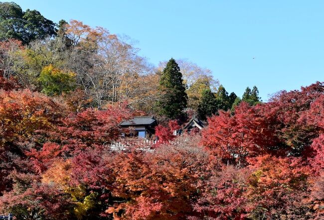 今年の紅葉は台風が上陸しなかった分きれいですからね。<br />天気の良い休みの日には 三密避けての紅葉探しの日々です。<br /><br />今回は、茨城県大子町へ。<br />日本三大名瀑の「袋田の滝」がある場所で 紅葉時期が 最も多くの人でにぎわいます。<br />が、何度も行った事あるけど、いつも思ったほどの紅葉絶景は見られない＆混雑する。 <br />コロナ禍でもあり あえて「袋田の滝」は外しました。<br />でもね～大子にはもっとすごい紅葉絶景がありましたよ！<br />そして、レトロな商店街も歩いてきました。<br />