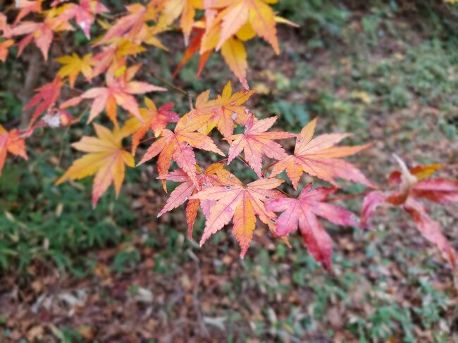 《2020/12/10-11 》1泊2日<br />&#127807;湯河原～奥湯河原　ハイキング<br />連休が取れたので行き当たりばったりでの旅決行！<br /><br />リトリート湯河原ご縁の杜で初ヴィーガン体験<br />自然とやさしい食事と温泉をたのしむプランでした&#127805;&#127813;&#127814;