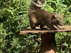 リスとサンリオ１　まちだリス園