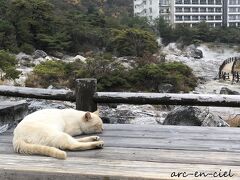 九州縦断☆温泉の旅☆雲仙温泉で猫との出逢い（2020）【1.前編】