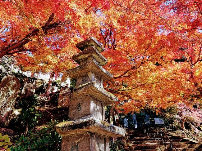 鎌倉紅葉巡りハイキング 建長寺～天園～獅子舞谷～鶴岡八幡宮