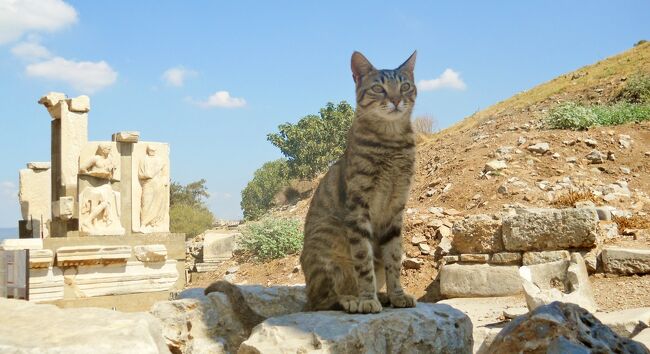コロナ禍で旅行に行けない中、昔のトルコ、ギリシャ旅行を思い出しながら書いています。<br />旅行に行けないどころか、Stay homeで今までにない経験の連続でしたが、2021年はコロナが収束し、また旅行に行けることを願います。<br />当時、長女11歳と次女6歳を連れたトルコ大移動の旅も、いよいよ最後の地、クシャダス(クサダシ)に来ました。<br />クシャダスは古代都市エフェソスの港として栄えた小アジア最大の貿易港でしたが、今ではエーゲ海のリゾート地として人気で、大型の豪華客船も寄港しています。<br />我が家は豪華なクルーズ船ではなく、地道に定期航路のフェリーを乗り継ぎ、エーゲ海の島を巡ります。<br />その出発地がクシャダスです。<br />トルコは猫が多い国ですが、その中でもクシャダスは猫遭遇率が高く、遺跡では猫たちが番人をしていました。<br /><br /><スケジュール><br />8/2 羽田からドバイ経由でイスタンブール <br />8/3 イスタンブール観光 <br />8/4 イスタンブール半日観光後、飛行機でカッパドキア<br />8/5 カッパドキア終日観光 <br />8/6 カッパドキアからパムッカレに移動 <br />8/7 パムッカレ終日観光 <br />8/8 パムッカレからクシャダスに移動 ←ココ<br />8/9 エフェソス遺跡観光 ←ココ<br />8/10 クシャダスからサモス島経由でミコノス島に移動<br />8/11 ミコノス終日観光<br />8/12 ミコノス島からサントリーニ島に移動<br />8/13 サントリーニ終日観光<br />8/14 サントリーニから飛行機でアテネに移動<br />8/15 アテネ終日観光<br />8/16 アテネからドバイ<br />8/17 ドバイ経由で羽田着