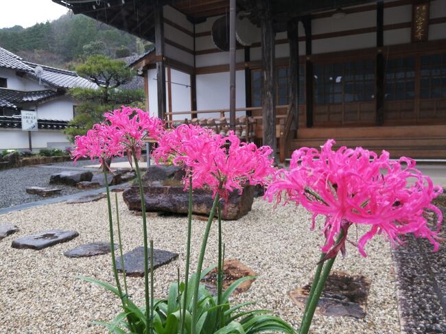 GoToトラベルを使用して、京都・奈良の紅葉を見に９泊10日で行ってきました。ついでに周辺にある日本100名城の高取城、千早城、二条城、篠山城、竹田城の5城をまわってきました。紅葉は出発日に降った雨や風でほぼ終わりになっていて紅葉のはずれ年な感じで残念でしたが、天気は良い日が多く楽しめました。<br /><br />★旅行記２２のルート<br />ゲストハウス天空→情報館天空の城→寺町通り→駅裏登山道→竹田駅→姫路駅’（まえきのえきそば、姫路城マンホール）<br /><br />１．京都駅周辺イルミネーション<br />２．奈良市内さんぽ（奈良公園～東大寺～奈良公園）<br />３．奈良グルメ（春日荷茶屋～天極堂の葛もち～おちゃのこのかき氷）<br />４．奈良 談山神社の紅葉＆ライトアップ<br />５．奈良 高取城①（土佐街道～宗泉寺～猿石～二ノ門跡～大手門跡まで）<br />６．奈良 高取城②（二ノ丸～本丸～五百羅漢～壷阪寺）<br />７．大阪 千早城＆金剛山麓まつまさのしいたけうどん<br />８．奈良 ほうせき箱のかき氷～よつばカフェ～麺闘庵<br />10．京都 京都駅大階段イルミネーション<br />11．京都 パンとエスプレッソと嵐山庭園～嵐山嵯峨野さんぽ～ステーキおおつか<br />12．京都 嵯峨野トロッコ列車のリッチ号に乗車<br />13．京都 永観堂紅葉ライトップ＆和楽庵宿泊<br />14．京都 京都 南禅寺～永観堂～金戒光明寺～真如堂<br />15．京都 祇園グルメ（喫茶ソワレ～にしんそば松葉～壹銭洋食）<br />16．京都 知恩院 秋のライトアップ<br />17．京都 フルーツパーラーヤオイソ＆二条城＆京都御所<br />18．京都 出町ふたばの名代豆餅＆下鴨神社＆加茂みたらし茶屋<br />19．兵庫 篠山城＆丹波篠山郷土料理懐のぼたん鍋<br />20．兵庫 姫路 カフェ･ド・ムッシュのアーモンドトースト<br />21．兵庫 雨の竹田城跡<br />22．兵庫 竹田さんぽ～姫路（まねきのえきそば）←★今ここ<br />23．京都 東寺～ミスター・ギョーザ<br />24．京都 宇治さんぽ①（中村藤吉本店～平等院鳳凰堂）<br />25．京都 宇治さんぽ②（宇治神社～興聖寺～宇治上神社）<br />26．京都 伏見稲荷大社①（楼門～本殿～千本鳥居～稲荷山山頂 一ノ峰まで）<br />27．京都 伏見稲荷大社② ライトアップの伏見稲荷大社～土井志ば漬本舗～東京へ