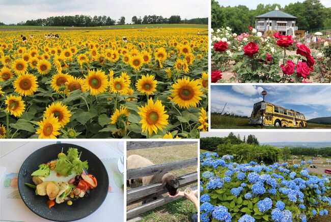 2019夏　北空知でヒマワリの海とバラ園などを散策　秩父別町・深川市・北竜町