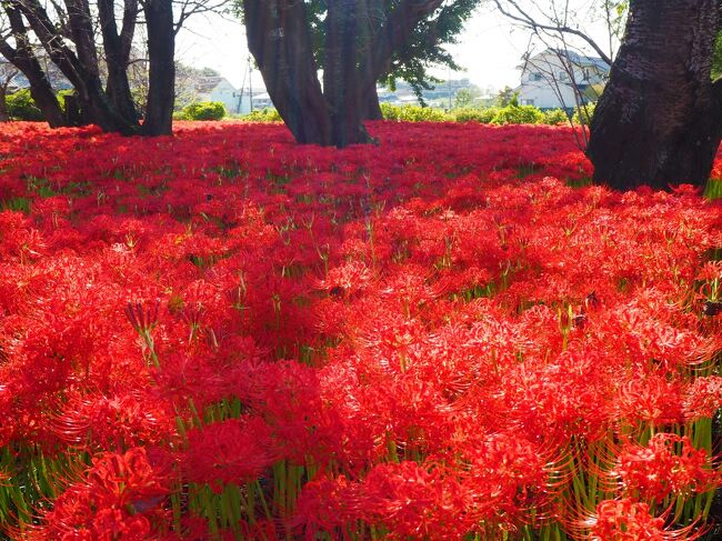 １０月２日に群馬県邑楽町にある恩林寺の曼珠沙華を今年も見に行ってきました。<br />今年は毎年やる彼岸花まつりなどは中止になったようですが、特別御朱印を頂くために見ごろを迎えてないけど１週間ほど前は少し混んだようです<br /><br />陽の当たる場所によって開花に差は出てますが、見ごろを迎えた曼珠沙華がとっても綺麗に見られました。