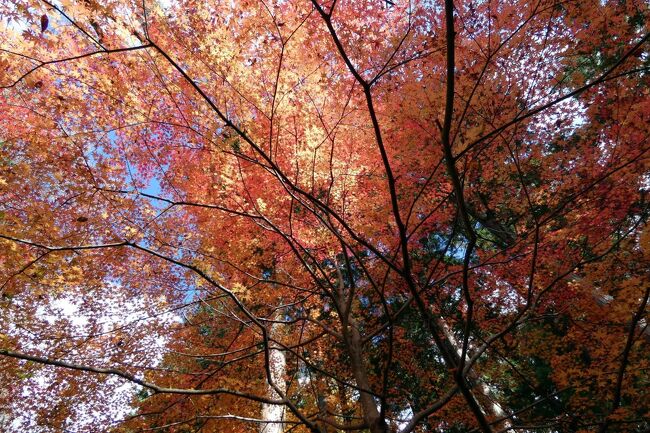 箱根ビジターセンターを見学した後は、この日の一番の目的地 長安寺に向かいます。<br /><br />途中、仙石原ススキ草原を見物しながら、紅葉真っ盛りの仙石原の紅葉の名所長安寺を訪ねます。<br />