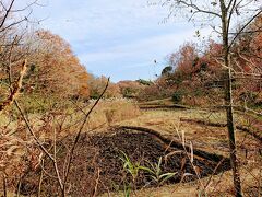 初冬の舞岡公園