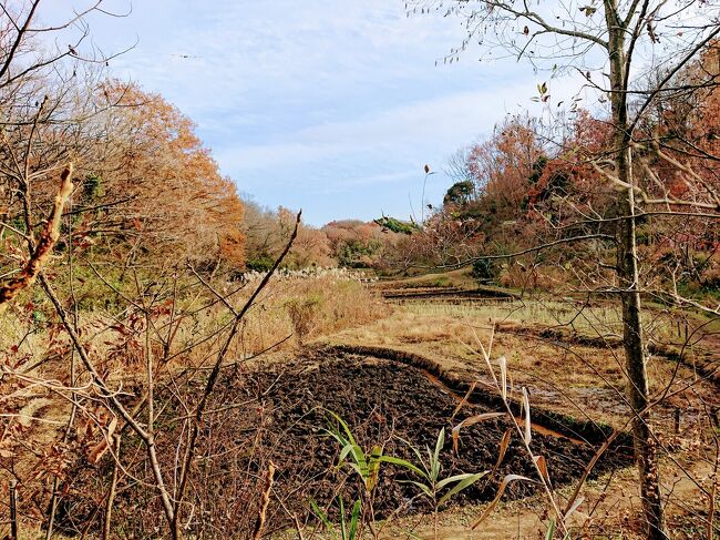 12月19日 土曜日<br />この冬発の寒波が来ている中、買い物のついでに、ご近所散歩で戸塚区南部の舞岡公園へ。<br />ランチで戸塚区北部の手打ち蕎麦屋の藤かけに新そばを食べに行って来ました。