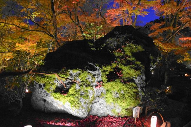 連休を避けた京都。紅葉のピークはまさに連休中でしたが、その１週間後にも名残の紅葉を楽しむことができました。京都の東と西に分けて記録します。<br /><br />その１は、京都の西。北野天満宮の御土居の紅葉から嵐山へ。宝厳院のライトアップも。<br />・北野天満宮と御土居の紅葉<br />・嵐電で鹿王院へ<br />・大覚寺と大沢池<br />・嵐山　野宮神社と天龍寺、渡月橋<br />・宝厳院ライトアップ<br />・神馬で絶品のつまみ<br /><br />表紙写真は、ライトアップされた宝厳院の獅子岩。