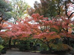 旧朝倉家住宅に再度紅葉を見に行く2020年12月