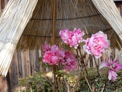 ほんまもんの寒牡丹が咲く『石光寺』　奈良県葛城の郷