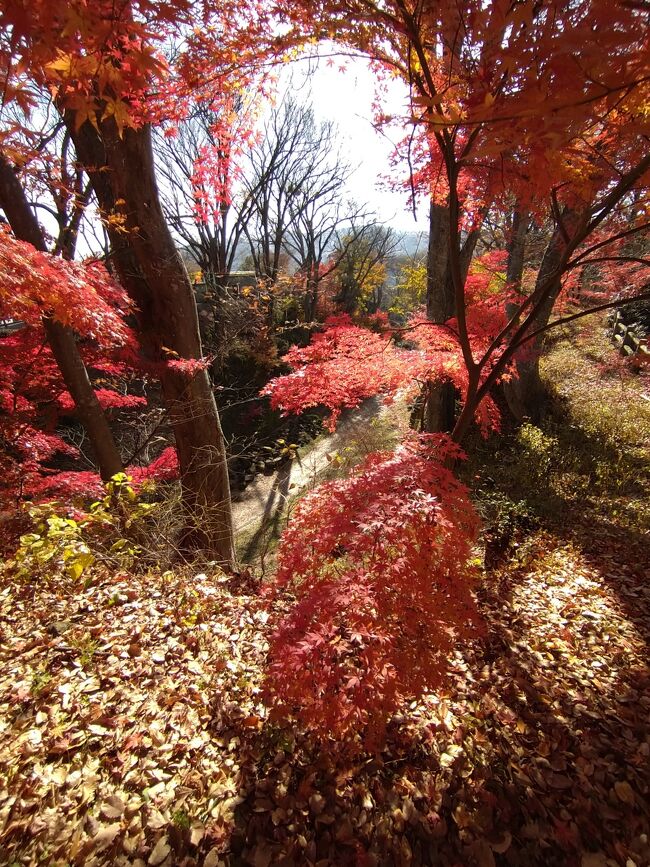 秋真っただ中の2020.11中旬信州を訪れました。今回の旅は小諸の某リンゴ園にて初めて林檎のもぎ取り体験をさせていただくことになり、勇んで信州に出かけていきました。初日は中央道で一路諏訪へ。諏訪では信濃國一之宮である諏訪大社下社秋宮・春宮・上社本宮で諸祈願をし、高島城、セラ真澄、諏訪湖畔、くらすわ、を訪れました。翌日は新和田トンネルを通って小諸を訪れ小諸城址、懐古園で見事な紅葉を堪能し、丸山珈琲でとても美味しいコーヒーを味わいました。最終日には御牧ケ原の林檎園で林檎もぎ取り体験をすることができました。林檎園では「ふじ」収穫の真っ最中で、地元の林檎娘に交じってひたすら林檎の収穫をお手伝いすることができ、大変新鮮な体験をすることができました。<br /><br />それでは2日目は小諸城址の紅葉を堪能した旅の記録のスタートです。