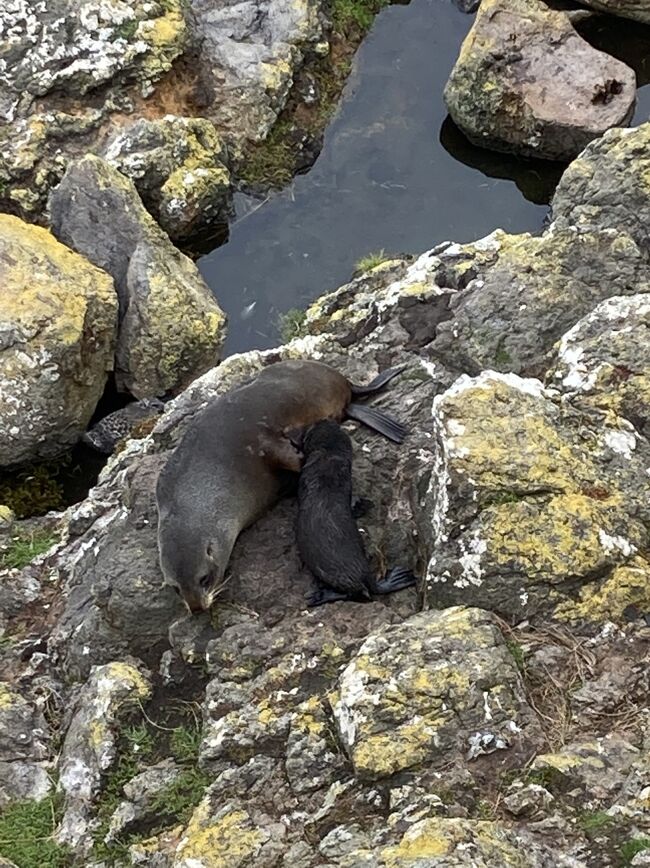 大自然の中に住む、素敵なオタゴ半島の動物たち　エルムエンカウンターツアー編