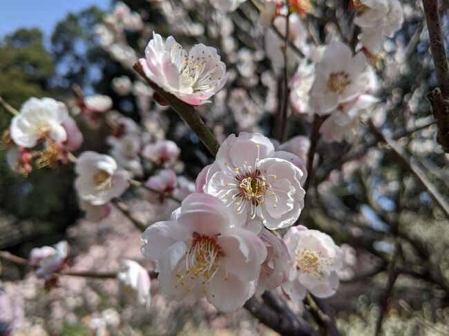 梅の花を見に道明寺天満宮に行ってきた。