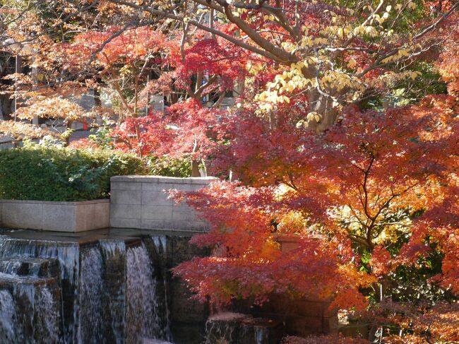 原美術館は建物の老朽化に伴い2020年12月末をもって閉館を予定していましたが、新型コロナウイルスの影響による臨時休館のため展覧会会期を一部変更しました。会期の見直しに伴い、閉館時期を「光―呼吸　時をすくう5人」展終了の2021年1月11日に変更しました。<br />入館は日時指定の予約制でした。原美術館のHPで確認したら、予約可能な日時は少なくなっていました。その中から、都合の良い日時を予約しました。数日後にHPを見たら、すべての日時が予約で埋まっていました。危ないところでした。<br />原美術館から御殿山庭園へ行くと、見事な紅葉でした。人も少なく、都会の穴場でした。<br /><br />後半はこちら<br />高輪散策②☆高野山東京別院☆高輪消防署二本榎出張所☆キャロル☆2020/12/17<br />https://4travel.jp/travelogue/11668930