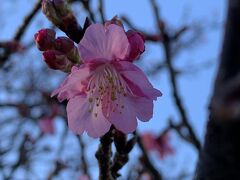 ２０２０桜さくら