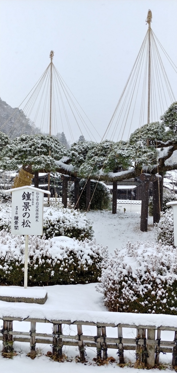 大晦日も元旦も　実家で集まらないんだって<br />と　夫が言います<br />ではでは　近くでお泊りでもいいかな<br />いつもの　楽天トラベルで<br />検索したのが　12/24です<br />GoToも休止だし　どこも5万円～10万円と結構高い<br />(当たり前　ですが)<br />で　仙台地区を検索すると<br />見つけました　茂庭荘<br />お正月料理の　一番高いプランでも<br />二人で25,603円と　回りに比べると激安です<br /><br />この茂庭荘は　秋保温泉に行く手前で<br />市街地から車での　アクセスが良く<br />大晦日夕方まで　仕事の私にも好都合だし<br />料理の評判も　悪くないし<br />何より　一応温泉だし<br /><br />ただ　施設はかなり古いはず<br />私が入社した　30年前の<br />2年目研修で　泊まった時も<br />すでに　古かったけど、、、<br /><br />まあ行ってみなきゃぁ　わかんないよね<br />素敵な年越しに　しましょうね