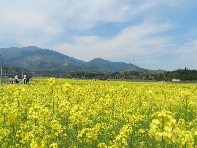 桜の見ごろも終わった4月中旬、ネットサーフィンをしていると、岡山県奈義町の「菜の花まつり」というのがちょうど4月20日前後の頃に見頃を迎えるというのを見つけて、行ってみようと考えました。<br />「菜の花まつり」のイベントの中で、自衛隊が協力して自衛隊車に乗車体験ができるということが書いてあったので、制服好き＆重機好きのガブちゃんを誘って行ってきました～！