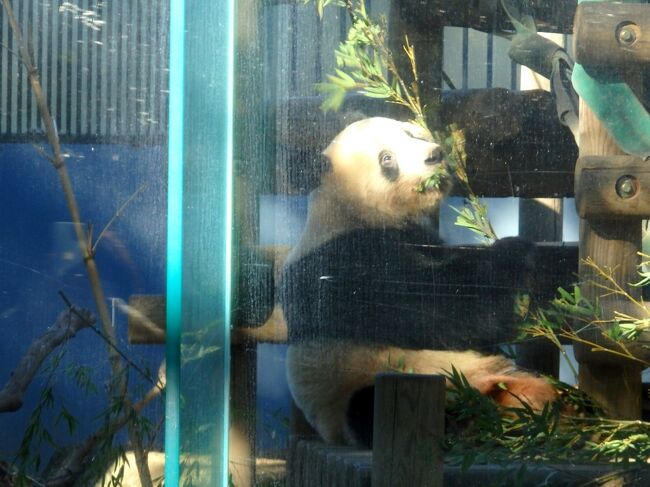 5月までシャンシャンの返還延期が決まった上野動物園。毎週通わなくても、シャンシャンに会える時間の猶予はできたけど、ちょこっと出かけてリラックスできる場所として上野動物園は最適なのだ…という訳で12月も3週連続お出かけ。<br /><br />4週目も予約していたのですが、新型コロナ感染者増加で12/26から2/7まで臨時休園に…。さらに休園延長なんて可能性もありそうなこの頃ですが、大丈夫かしら・・・。<br /><br />12/20は、この後に休園になることを察した訳はないだろうけど、、シャンシャンの起きてる時間が長くて、姿をたくさん見ることができました♪<br /><br />作成するのがすっかり遅くなってしまいましたが、よろしければご覧ください～！<br /><br />