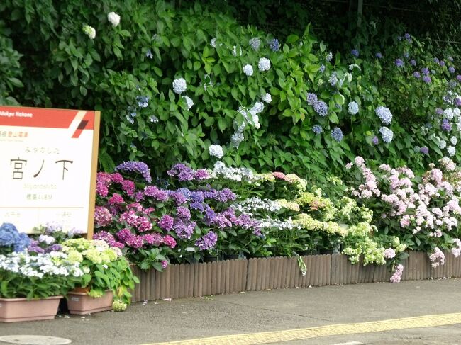 梅雨の季節、箱根のアジサイは登山鉄道の沿線でと思って出かけました。<br /><br />