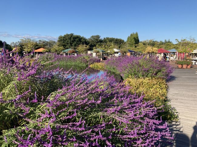 陽気が良かったので花を観に行こうと探しててこのスポットを見つけました。