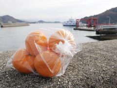 愛媛松山なら道後温泉浸かり、みかんの興居島から三津浜港の渡し舟に乗る松山街歩き編