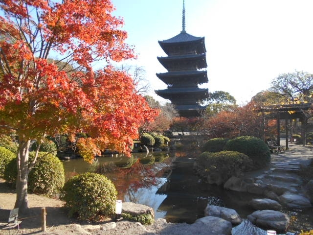 写真は京都訪問の3日目（12月2日）に訪れた<br />東寺の紅葉と五重塔とその影を映す庭園の池との<br />アンサンブルです。<br /><br />「遠くの町へ」<br />（長い前書き）<br /><br />話は変わりますが、<br />旅を続けていて<br />「どうして私は旅がこんなに好きなんだろう？」という<br />疑問がわく瞬間が有ります。<br />普段はそんなことは考えずに旅のその時、その瞬間を味わって<br />いるのですが、<br />心に僅かなスキマが生まれたとき<br />懐かしい感情と一緒にそんな問いかけが心の中に浮かんできます。<br />（感情を伴った記憶はいつまでも残ります）<br /><br />私がまだ小学校に上がる前の幼いころ、北九州（当時は門司と<br />呼ばれていました）の実家の縁側に座って、<br />海峡を行き交う船を眺め、対岸に並ぶ下関の街を見つめ、<br />そのまた向こうに続く山々の上に浮かぶ白い雲を<br />飽きることなく眺めていたものです。<br /><br />そんな時、題名も良く知らずに<br />口ずさんでいる歌が有りました。<br /><br />「遠い山の向こうの　知らない町よ<br />　いつか馬車に乗って　行きたい町よ…」<br /><br />今でもこの歌を口ずさむと70年の遠い時空を超えて、<br />小さな宇宙の陽だまりで息づいていた旅への憧れの想いが<br />心の中に蘇ってきます。<br /><br />最近になって知ったのですが私が口ずさんでいたこの歌は<br />「遠くの町」（日本の題名）という題名でメロディーは<br />フランス古曲からのものでした。<br />私がこの歌のルーツを知ったきっかけはフランス巡礼の体験でした。<br />巡礼に出発して11日目にモアサックという町の近くにある小さな村の<br />ジット（巡礼宿）に宿泊しました。<br />その日のジットの夕食は巡礼仲間と一緒に食べ、飲み、歌い、踊る<br />という大変なパーティになってしまいました。<br />最後にそれぞれが自分の好きな持ち歌を唄うということになり、<br />「Tomo、お前も何か日本の歌を歌えよ！」という仲間の声に励まされ<br />立ち上がり酔っ払っていても何とか歌えるあの懐かしい曲を<br />歌いました。<br />するとそれを聞いていた巡礼仲間たちが「ラーラ、ララララ、<br />ラーラ、ラララララララ～」と一緒に歌って伴奏してくれるでは<br />ありませんか。<br />私が歌い終えると<br />「Tomo！お前はどうしてフランスの古い歌を知っているんだ？」<br />と仲間の一人が聞いてきました。<br />私はフランス巡礼の旅で幼いころからずっと口ずさんでいた歌は<br />フランス古曲がルーツだったということを初めて知ったのでした。<br />詳しくはhttps://4travel.jp/travelogue/11043990<br />還暦一人旅フランス巡礼路（巡礼１１・１２日目）<br />「祭りの始まりー食べ、飲み、歌い、踊る！」に書いています。<br /><br />旅の備忘録としてこの歌の題名と歌詞を載せておきます。<br /><br />「遠くの町」<br />小林純一訳詞・フランス古曲<br />１．遠い山の向こうの　知らない町よ<br />　いつか馬車に乗って　行きたい町よ<br />２．飾り窓の店　あるという町<br />　ポプラの並木の　あるという町<br />３．遠い雲の下の　知らない町よ<br />　楽しいことが　ありそうな町よ<br /><br />メロディーもついでに掲載いたします。<br />https://www.youtube.com/watch?v=vAgmadTustU<br />皆さんも何時か何処かで聞いたことがある懐かしいメロディーです。<br />（『一日の終わり (星影冴やかに)』と同じメロディーでした）<br /><br />前書きが長くなりましたが<br />以下で京都観光3日目の顛末を報告いたします。<br /><br />（旅のスケジュール）<br />JR東海ツアーズ　ひさびさ旅割引　京都を申し込みました。<br />奈良の2泊、ホテルフジタ奈良は自分たちで手配しました。<br />秋が深まる京都・奈良の旅（2020年11月30～12月5日）<br />11月30日（月）<br />東京駅のぞみ203号7：00発⇒京都駅09：15着<br />2020年11月30日(月)東京7時発のため早めの出発となる<br /><br />三井ガーデンホテル京都四条に荷物を預けて身軽にし観光スタート<br />〇　地下鉄一日券600円　二条城など11の優待特典<br />京都市営地下鉄全線，京都市バス全線，京都バス（一部路線を除く），<br />京阪バス（一部路線を除く）地下鉄-バス一日券 大人900円<br />６０の優待特典<br /><br />〇半日京都観光（京都御所、二条城、八坂神社、知恩院）<br />ホテル⇒地下鉄四条⇒地下鉄今出川駅⇒徒歩8分京都御所<br />⇒徒歩8分今出川駅⇒烏丸線、東西線へ乗り換え4分烏丸御池駅<br />⇒東西線（210円）2分二条城前駅⇒徒歩7分二条城<br />⇒徒歩7分二条城前駅⇒東西線（210円）東山駅⇒<br />徒歩12分八坂神社⇒地下鉄東山駅から四条駅⇒ホテルへ帰る<br /><br />〇夕方は「建仁寺」紅葉ライトアップ鑑賞<br />紅葉のライトアップが美しい建仁寺 時間外特別拝観<br />チケットがあるので予約不要、2020/11/27(金)～2020/12/6(日)<br />拝観時間、建仁寺 時間外特別拝観<br />17:30～19:00（受付終了18:30）<br />阪急烏丸駅から乗車、阪急河原町駅で下車、徒歩11分ほどで到着<br /><br />（宿泊先）三井ガーデンホテル京都四条<br />下京区西洞院通四条下ル妙伝寺町707－１TEL075-361-5531<br /><br />12月1日（火）<br />〇終日京都観光<br />【ベルトラ】嵯峨野トロッコ列車＋嵐山＋清水寺＋<br />伏見稲荷大社バスツアー、 保津峡を列車で駆ける！<br />＜京都・梅田・難波発＞by神姫観光 LIMON<br />含まれるもの: バス料金 / 添乗員(英語対応可) / トロッコ列車乗車券 /<br />拝観料(清水寺) / JR乗車券<br />（ツアー行程）<br />・09:05：JR京都駅、<br />集合場所はJR京都駅1F中央口日本旅行TIS京都支店付近<br />・09:15出発⇒JR普通で伏見稲荷大社 (約1時間20分)⇒大型バス<br />・嵐山散策（自由昼食） (滞在時間：約2時間)⇒<br />・嵯峨野トロッコ列車 (午後１４：０５トロッコ嵐山駅発)⇒<br />数駅乗車して駅に到着したらバスに乗って<br />・清水寺 (約1時間15分)見学後京都駅まではバス。<br />・17:05：JR京都駅 到着予定<br />※電子クーポンはスマートフォンでの利用を前提としています。<br />旅行当日は必ずベルトラに会員登録されたメールを受信可能な<br />スマートフォンをお持ちください。<br />クーポン受け取りに利用されるスマートフォンで予め<br />ショートメッセージを受け取れるよう設定をご確認ください。<br />地域電子共通クーポン二人で2000円。<br />ベルトラが当日12時頃メールで入力番号などを連絡する。<br />予約番号の前にメールで送られた英数字を入力する。<br />予約番号だけではクーポンは受け取れなかった。<br />ツアーは7,000円×2人（14,000円）が割引で9,100円となった。<br />（宿泊先）三井ガーデンホテル京都四条<br /><br />12月2日（水）<br />〇終日京都観光⇒<br />（候補1）嵐山、嵯峨野をゆっくり散策する（ツアーだけでは<br />時間不足？）<br />烏丸阪急京都本線・大阪梅田行⇒西院(阪急線)⇒徒歩<br />西院(京福線) 京福電気鉄道嵐山本線・嵐山行⇒嵐山(京福線)<br /><br />（候補2）京都府立植物園<br />嵐山(京福線) 京福電気鉄道嵐山本線・四条大宮行⇒<br />嵐電天神川⇒徒歩太秦天神川京都市営東西線・六地蔵行⇒<br />烏丸御池京都市営烏丸線・国際会館行⇒北山(京都府)<br /><br />（候補3）お西さん（西本願寺）、東寺、京都タワーを訪問<br />（京都駅付近）<br />北山(京都府) 京都市営烏丸線・竹田行⇒京都<br />西本願寺観光近鉄京都線・橿原神宮前行⇒東寺観光⇒<br />京都タワー四条（地下鉄） <br /><br />12月3日（木）<br />（墓参り）<br />早朝に実家の墓参りをし、経由して奈良へ移動<br />阪急烏丸（06：32）発⇒阪急十三（07：23）発⇒<br />豊中（07：31）着（墓参り）<br />⇒豊中駅（9：23）発⇒阪急梅田（9：44）着⇒<br />地下鉄難波⇒（9：59）着⇒大阪難波（10：03）発<br />⇒近鉄奈良（10：53着）<br />※ホテルで待ち合わせ（スマホで到着時間を連絡する）<br />3日チケットお互い買う、奈良世界遺産フリーきっぷ　<br />奈良･斑鳩･吉野コース<br />近鉄電車発駅からフリー区間までの往復乗車券とフリー区間の<br />乗車券京都、難波から3,050円<br />※大阪難波、近鉄日本橋、大阪上本町、鶴橋、大阪阿部野橋および<br />京都の各駅間で、発着駅が異なる場合でもご利用いただけます。<br />京都～フリー区間～大阪難波でも利用可。<br />奈良交通バス奈良･斑鳩･吉野エリア内フリー区間3日間乗り放題<br />※吉野山臨時バスはご利用いただけません。<br />奈良･斑鳩･吉野エリアの施設で利用できる割引特典<br /><br />〇午後奈良観光（法隆寺、中宮寺）奈良世界遺産フリーきっぷ利用<br />JR奈良駅バス（12：47発）⇒法隆寺駅前（13：49着）<br />（奈良交通法隆寺前行）<br />法隆寺⇒南大門⇒大宝蔵院⇒夢殿⇒徒歩1分⇒中宮寺<br />中宮寺前（16：04）発　奈良世界遺産フリーきっぷ利用<br />⇒JR奈良駅（16：58着）（春日大社本殿行）<br /><br />（宿泊先）ホテルフジタ奈良2泊　支払い済み　<br />地域クーポン、スマホに予約番号などを15時入力する<br />〒630-8236奈良県奈良市下三条町47-1TEL 0742-23-8111<br />※2020年12月10日(木)のチェックアウトでホテルは営業終了<br /><br />12月4日（金）<br />〇終日奈良観光（薬師寺、唐招提寺、平城宮跡）<br />9:00近鉄奈良駅⇒電車15分9:30近鉄西ノ京駅⇒徒歩すぐ<br />9:40薬師寺⇒徒歩10分10:40唐招提寺⇒徒歩10分11:40近鉄西ノ京駅<br />⇒電車4分12:00近鉄大和西大寺駅⇒徒歩15分13:30平城宮跡⇒<br />東院庭園⇒朱雀門⇒徒歩5分15:00バス停二条大路南二丁目⇒<br />バス20分15:30近鉄奈良駅<br />（宿泊先）ホテルフジタ奈良<br /><br />12月5日（土）<br />午前中奈良観光午後にJR京都駅へ移動し新幹線で東京へ帰る<br />〇午前中奈良観光（興福寺、東大寺、奈良公園）<br />興福寺⇒徒歩20分春日大社⇒徒歩20分東大寺（東大寺 二月堂、大仏殿）<br />⇒徒歩5分奈良公園⇒近鉄奈良駅又はJR奈良駅<br /><br />近鉄奈良駅（14：30）⇒近鉄京都駅（15：25）<br />又は14：06発奈良線快速急行・神戸三宮行⇒<br />大和西王子14：11着乗り換え⇒<br />京都線急行・京都行、京都着15：08着<br />（参考）<br />JR奈良駅（14：23または14：53発）ＪＲみやこ路快速・京都行⇒<br />京都駅（15：12または15：42着）桃山駅から京都の区分<br />⇒JR京都駅のぞみ234号16：13発⇒東京駅18：24着<br />東京駅で乗り換えるより<br />品川駅で降りて快速に乗り換えが便利だとわかった。<br /><br />