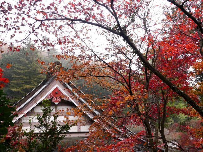 桐生市の「泉龍院」へ、今シーズン２度目の紅葉狩りへ行きました。前回（11月18日）訪問時に色付き始めだった紅葉は、（たったの？）８日過ぎたこの日には、ほぼ枯れていて落葉が進行中でした。紅葉の見頃って、ほんとに短いんだ、と感じました。