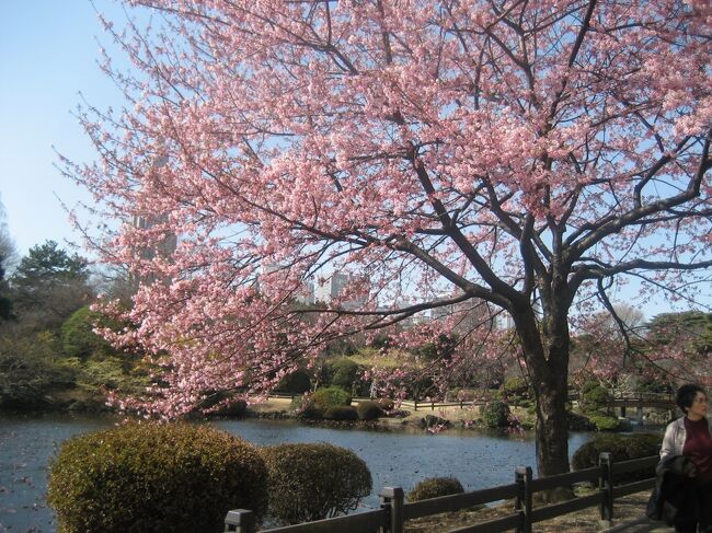 2007年2月の新宿御苑です。<br />2月も末なのでピンクや白や黄色の花が咲き始めていました。旧温室も見に行っています。