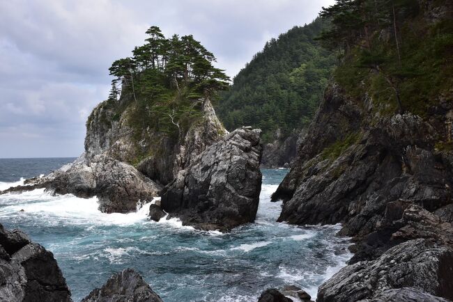 「みちのく潮風トレイル」は、青森県八戸市から福島県相馬市までの太平洋沿岸をつなぐロングトレイルです。<br />中でも普代村南部～田野畑村～岩泉北部の「海のアルプス編」は、歩行可能なギリギリまで崖下の海岸線を歩くコースになっています。<br /><br />北三陸の北緯40度に位置する普代村の黒崎は、150～200mにおよぶ断崖がほぼ垂直に海に落ち込む、荒々しい景観が印象的な景勝地です。<br />崖の下には波打ち際を歩く「ネダリ浜自然歩道」が黒崎漁港からネダリ浜まで整備され、太平洋の荒波とリアス式海岸の景観を楽しみながら散策ができます。<br /><br />今日は東京駅を朝一の東北新幹線で出発し、二戸駅から久慈駅まで内陸部を横断するJRバス「スワロー号」に乗ります。<br />久慈駅からは三陸鉄道を南下し普代駅で下車。黒崎漁港までタクシーで移動し、風光明媚な「ネダリ浜自然歩道」を歩きます。<br /><br />なお、旅行記は下記資料を参考にしました。<br />・JRバス東北HP<br />・きてきて久慈市「久慈渓流」<br />・三陸鉄道HP<br />・野田村観光協会「大唐の倉」<br />・日本の郷文化「普代村の名産物」<br />・十穀おむすびといっしょに。-二代目日記「野田村リベンジ＆普代駅の猫駅長」<br />・ポケモンマンホール「タテトプス、岩手県普代村」<br />・みちのく潮風トレイルHP<br />・普代村「北緯40度の地球村「黒崎めぐり」」<br />・三陸ジオパーク、北部エリアの見どころ「ちょっと専門的なお話　北部エリアのジオ」<br />・ジオパークガイド「普代村」<br />・THE MEDIA、北三陸ジオヒストリー「北三陸普代村「ネダリ浜自然歩道」～みちのく潮風トレイルロード」<br />・森林総合研究所多摩森林科学園「ガマズミミケフシタマバエの成虫」<br />・この花の名前なんていうの？「両陛下と被災地を結んだ白い花　－ハマギク－」<br />・国立博物館「ダキバヒメアザミ」<br />・NHKみんなの趣味の園芸「ダイモンジソウ」<br />・松江の花図鑑「クサギ」<br />・きのこ迷写真館「キノコ写真一覧」<br />・きのこらぼ、きのこアルバム「ニオイコベニタケ」<br />・山と自然の旅、きのこ図鑑「ツブエノシメジ」<br />・ウィキペディア「二戸駅」「二戸市」「付加体」<br />